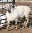 Sheep Trax Hammer 143H